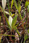 Largeflower tickseed